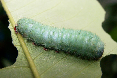 FIGURE 1e FIGURE 1e